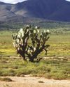 A secret in the Eastern Cape Karoo A secret in the Eastern Cape Karoo